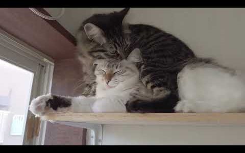 モフモフたちのポジション争い　Cats jockeying for position.