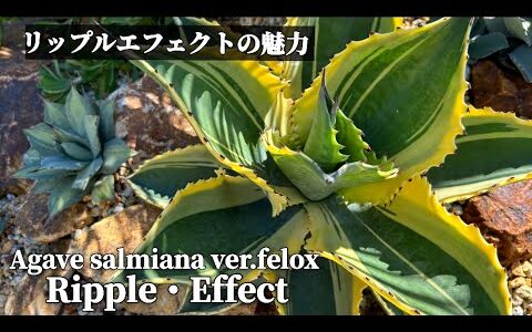 【アガベ・リップルエフェクト】Agave salmiana ver.felox Ripple・Effectの魅力を伝えたい‼︎